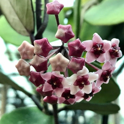 Hoya obovata (chimera) H194