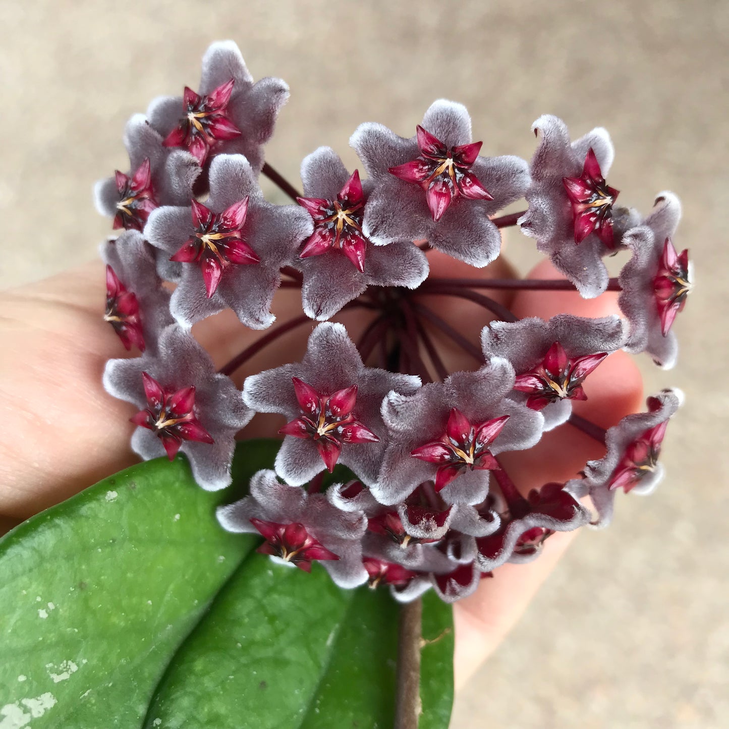 Hoya pubicalyx ‘Red Buttons’ IML 0268 H323