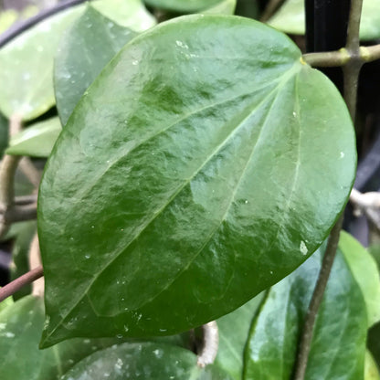 Hoya neocaledonica IML 1647 H166