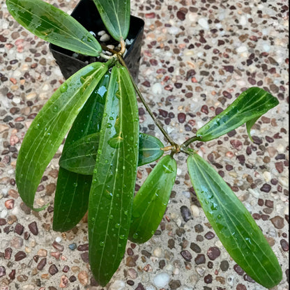 Hoya valmayoriana IML 0831 H87