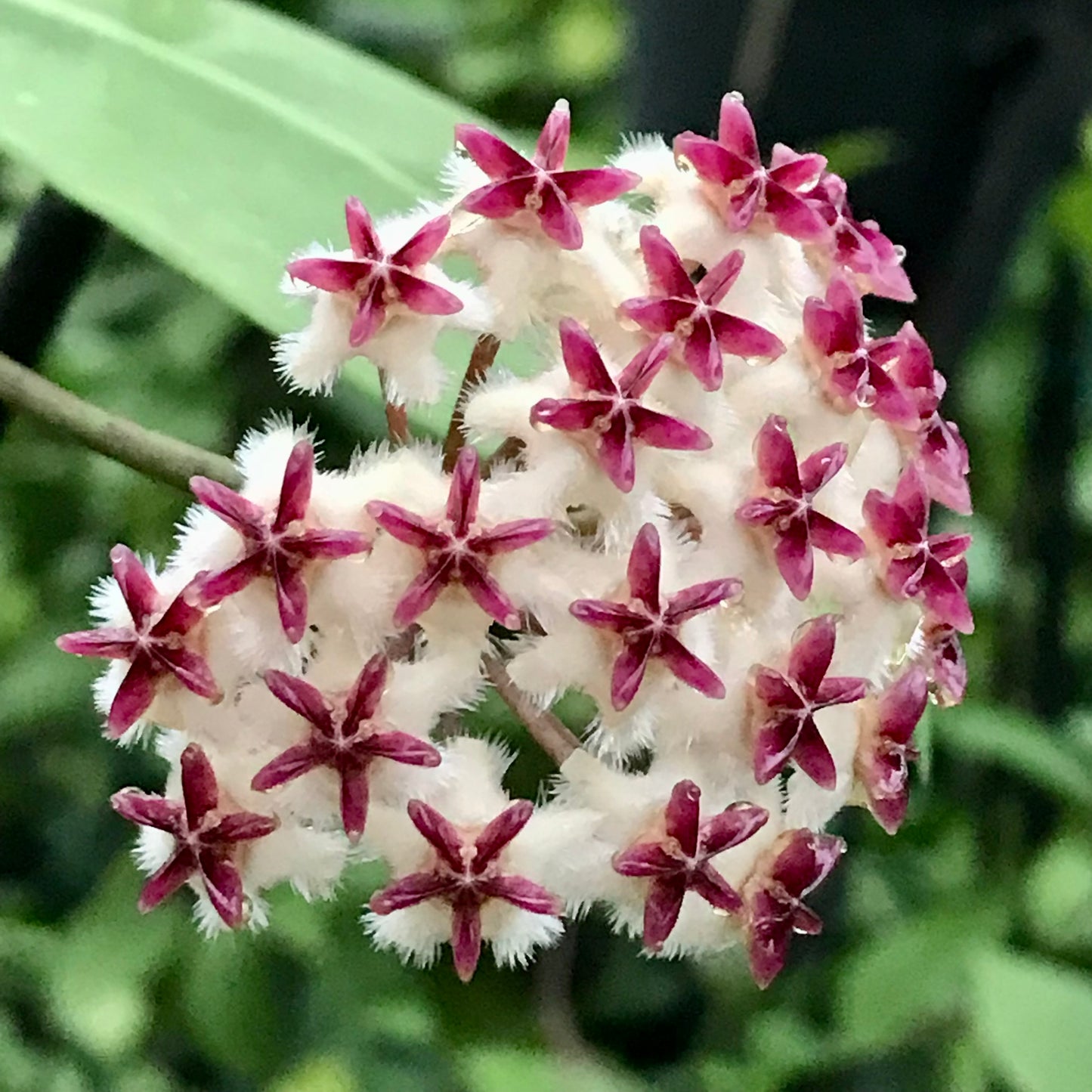 Hoya erythrostemma H173