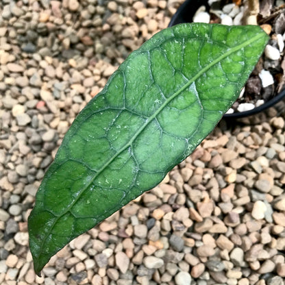 Hoya clemensiorum Sabah IML 1752 H161