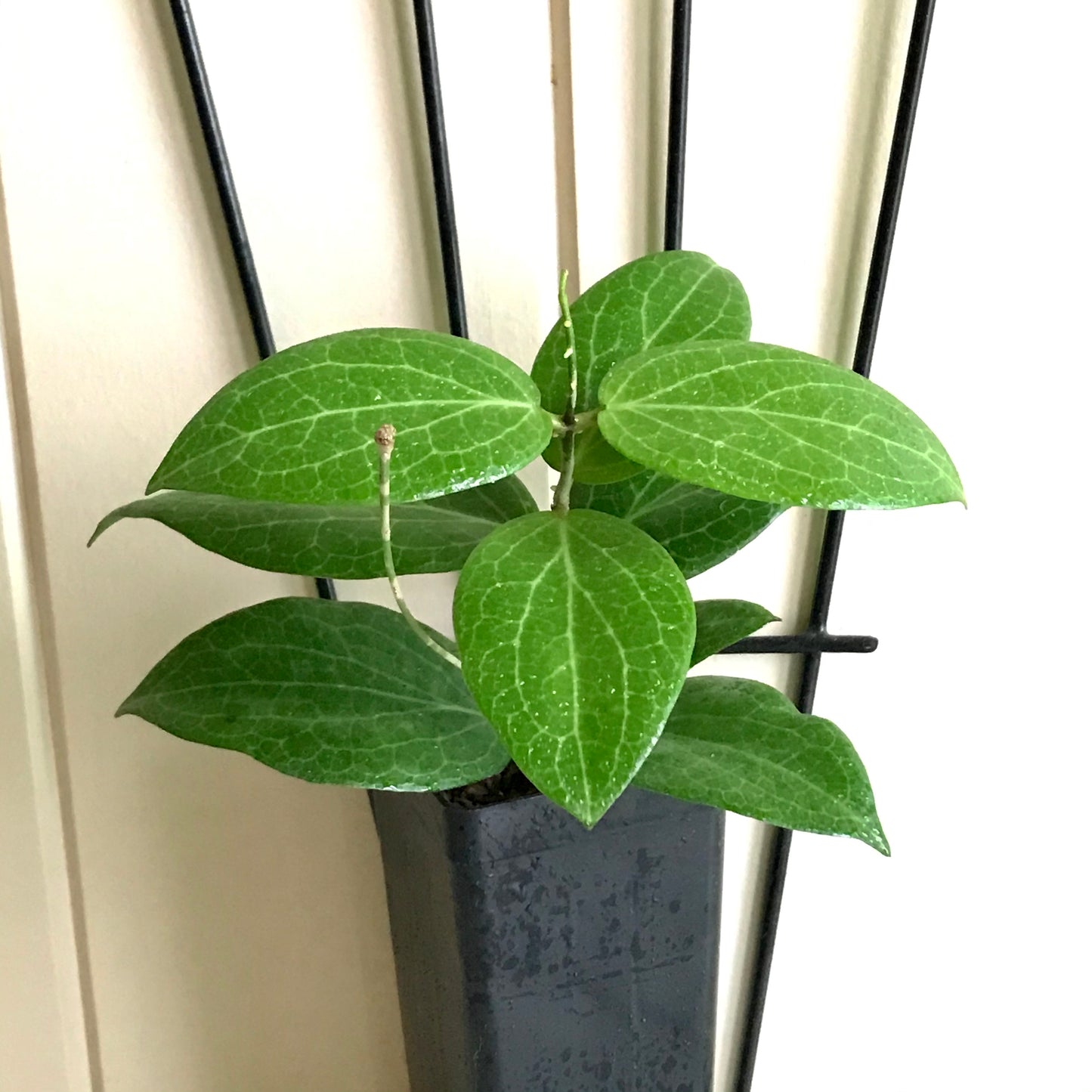 Hoya fitchii IML 1683 H234
