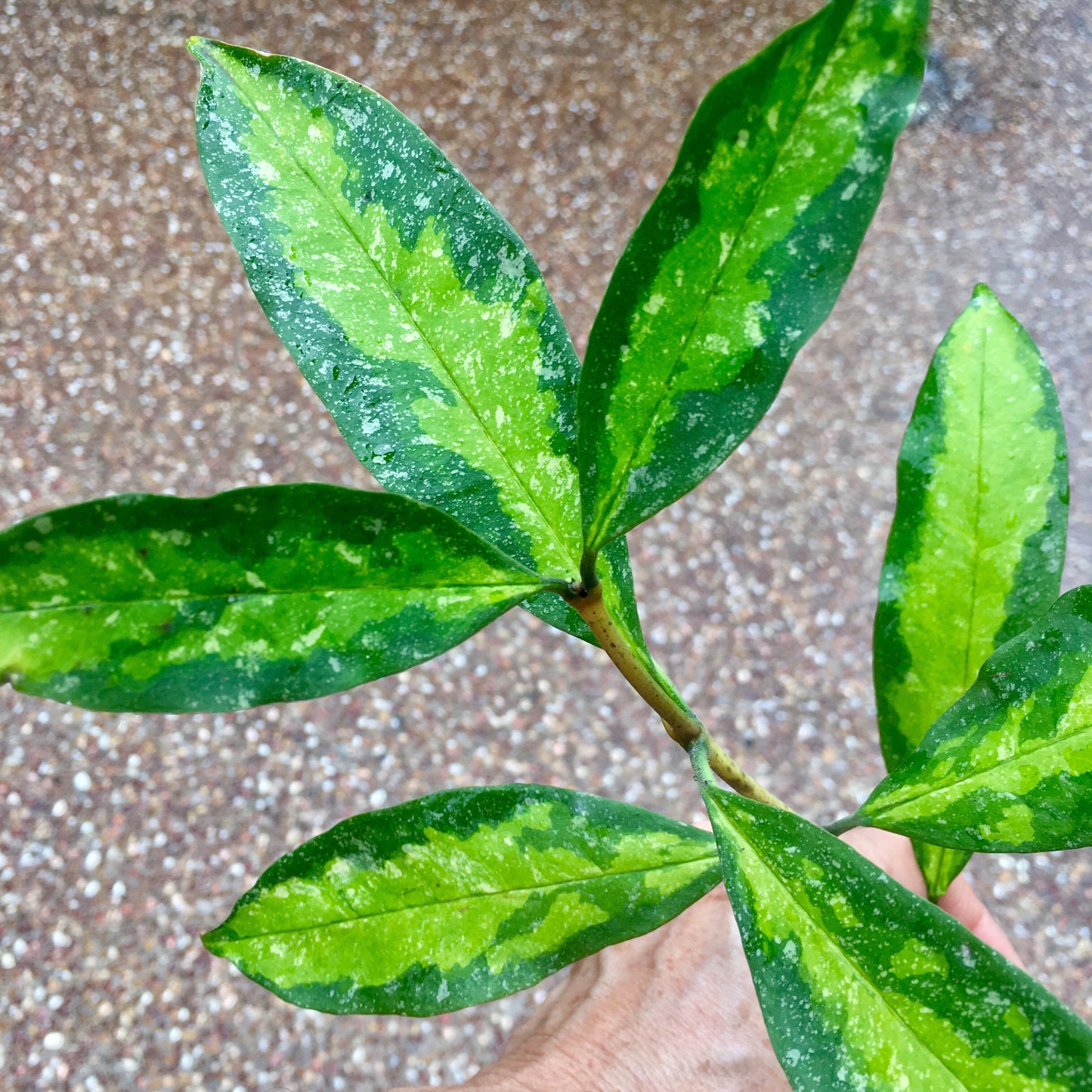 Hoya multiflora variegata H182