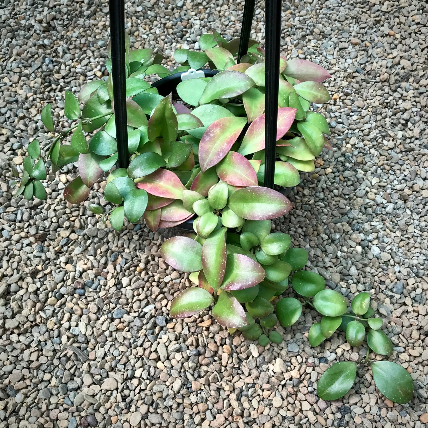 Hoya walliniana H30
