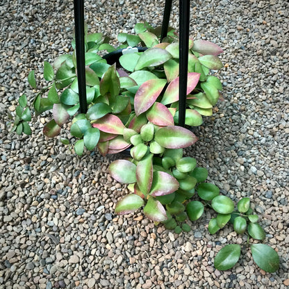 Hoya walliniana H30